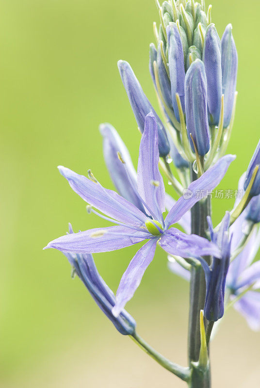 Camassia (Quamash)花特写-我